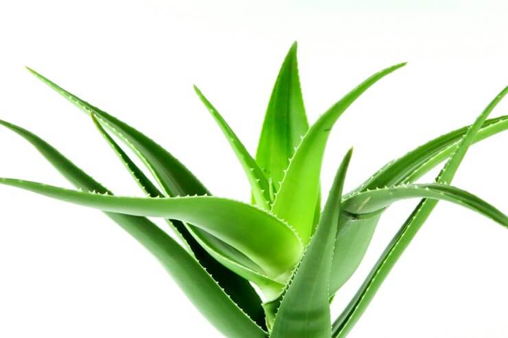 Plante de aloe vera